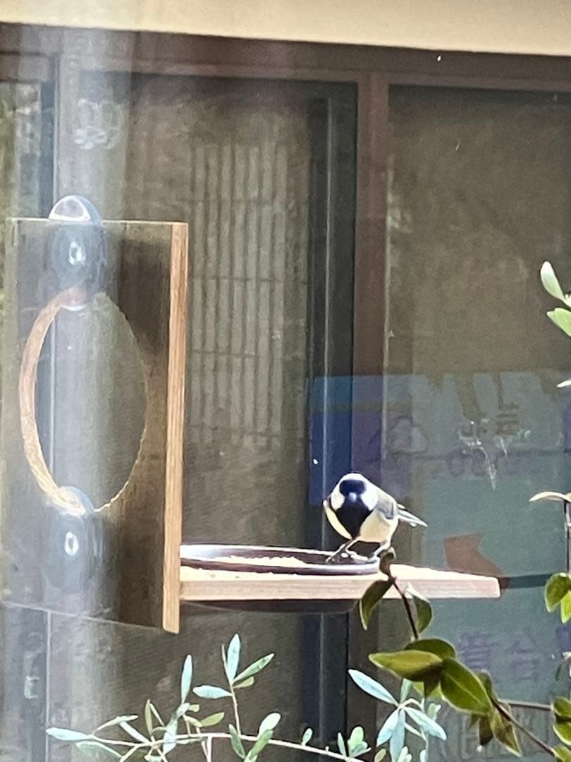 Wild Birds Small Birds Feeder Glass Window Mount Type Woodworking Handmade ?